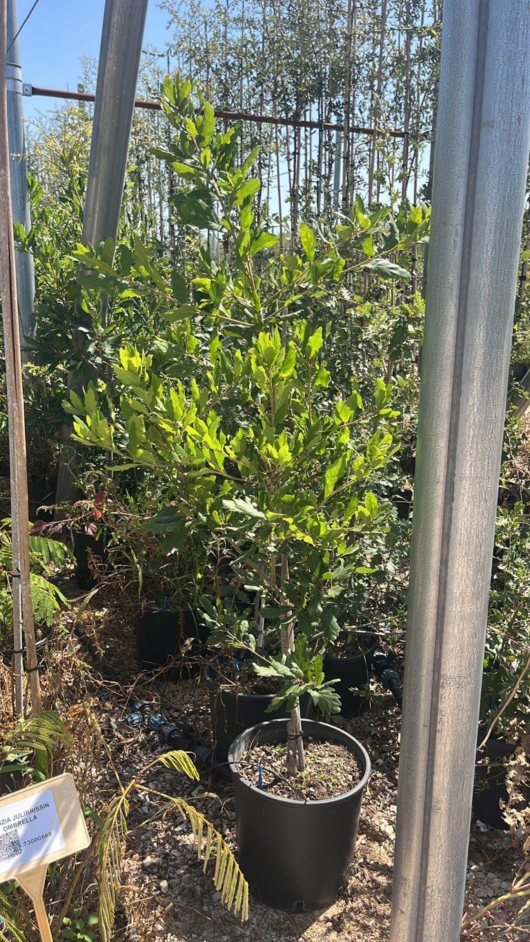 QUERCUS F.C X TURNERI Quercia di Turner