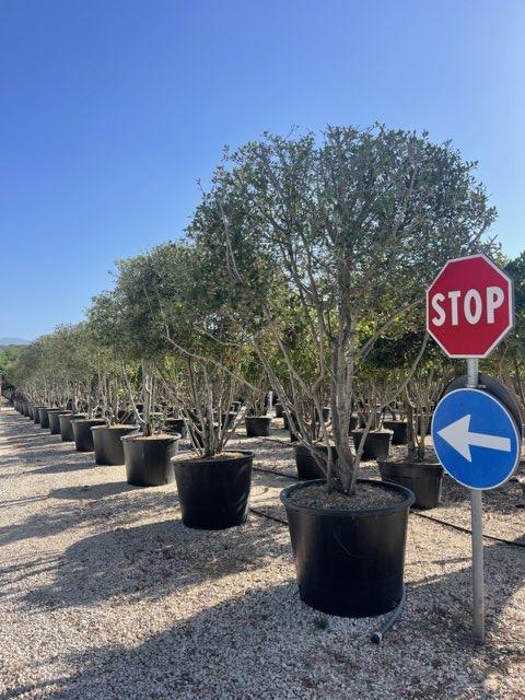 QUERCUS S. COCCIFERA Leccio spinoso, Quercia spinosa, Cerro coccifero