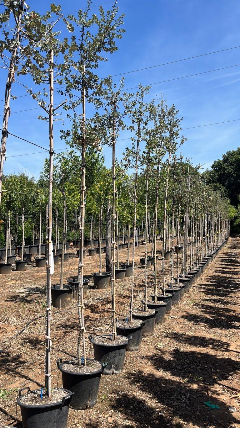 QUERCUS S. COCCIFERA Leccio spinoso, Quercia spinosa, Cerro coccifero