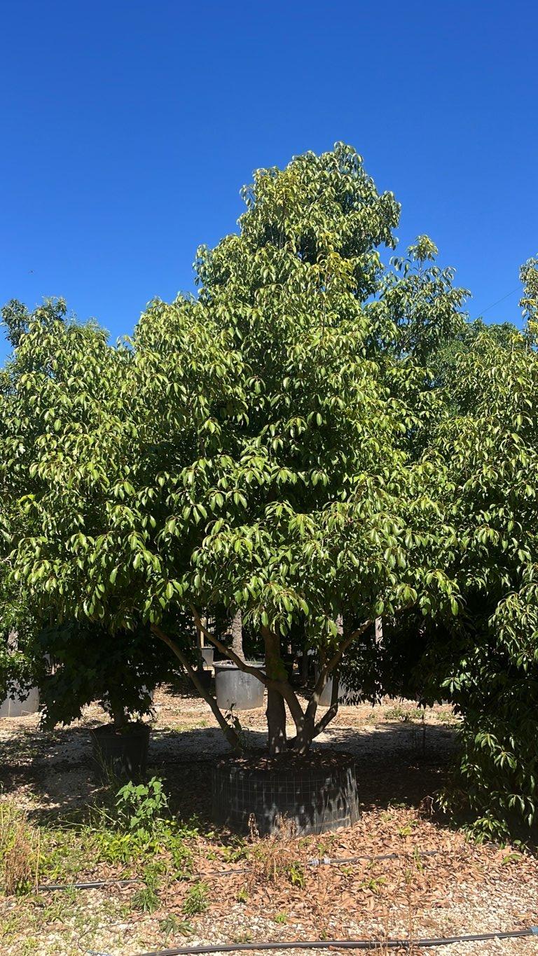 QUERCUS S. GLAUCA Quercia giapponese