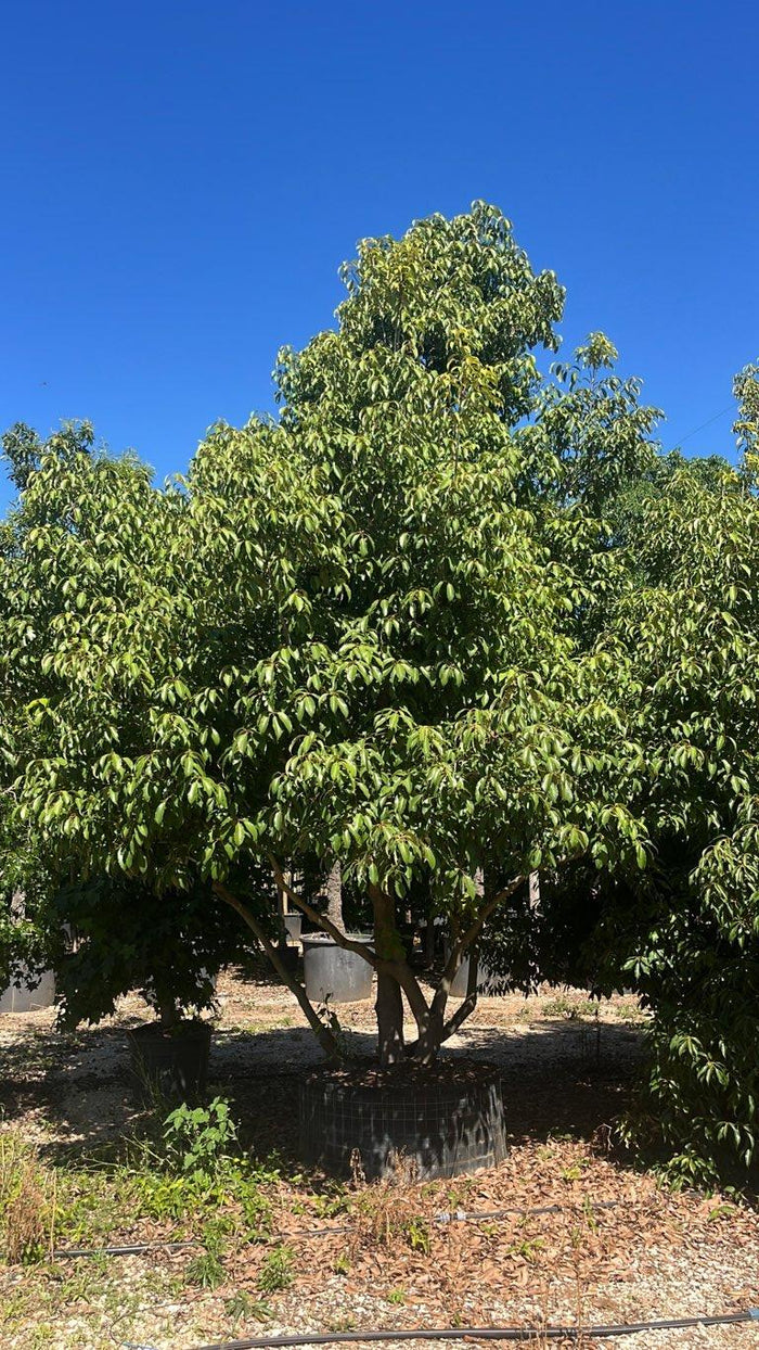 QUERCUS S. GLAUCA Quercia giapponese