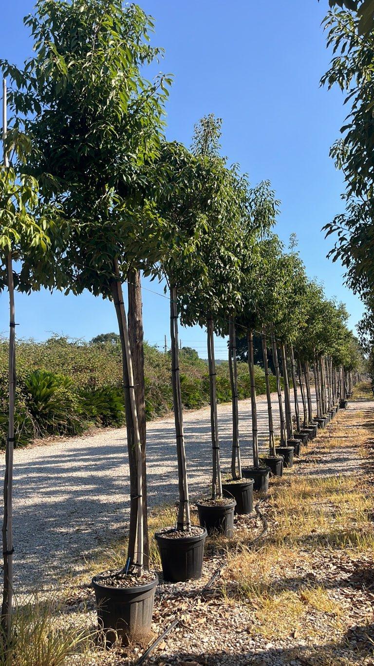 QUERCUS S. GLAUCA Quercia giapponese
