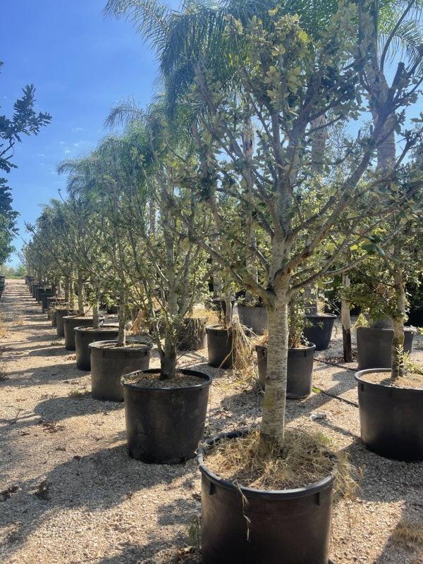 QUERCUS S. ILEX Leccio