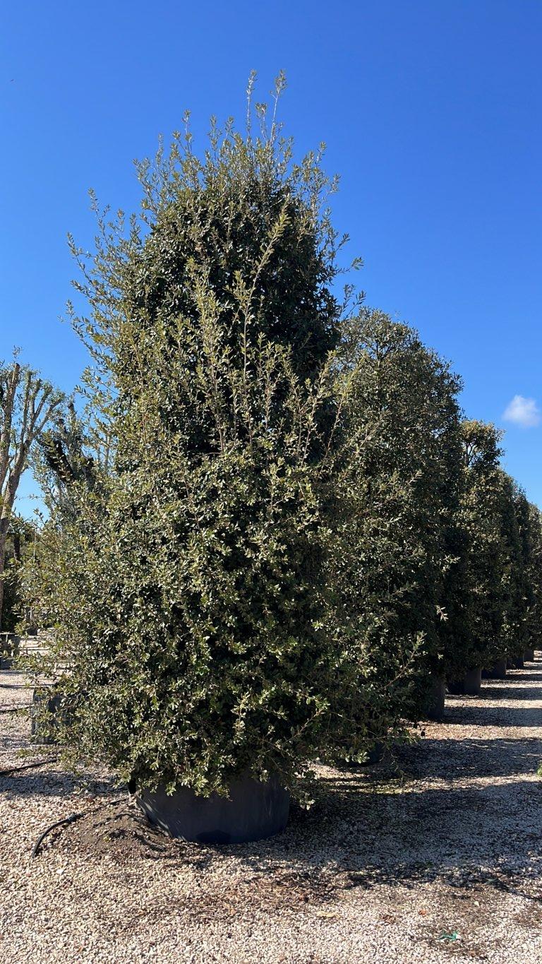 QUERCUS S. ILEX Leccio