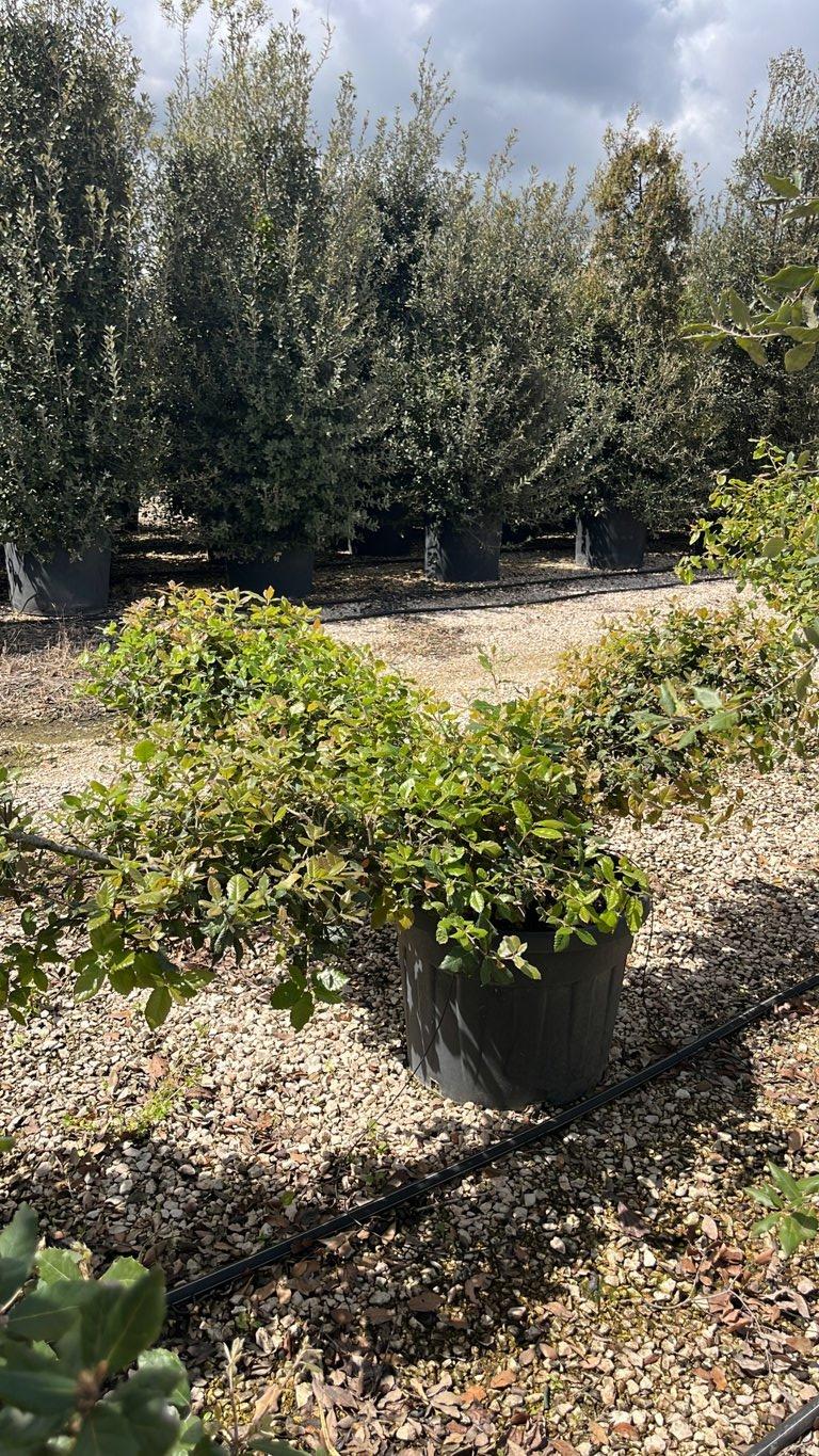 QUERCUS S. ILEX Leccio
