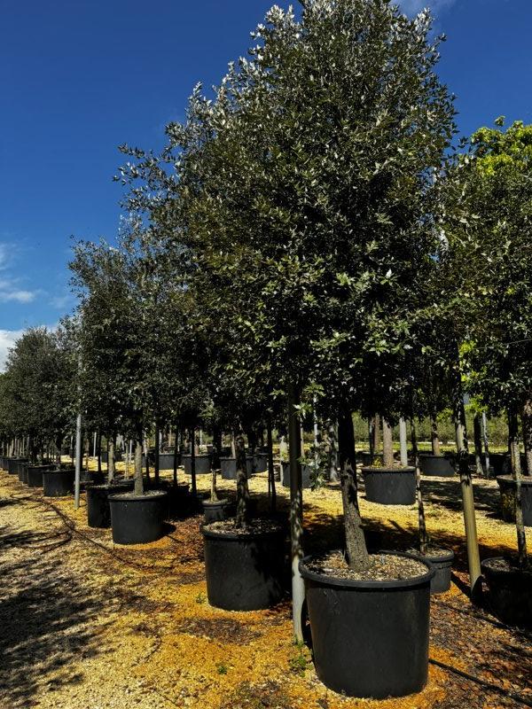 QUERCUS S. ILEX Leccio