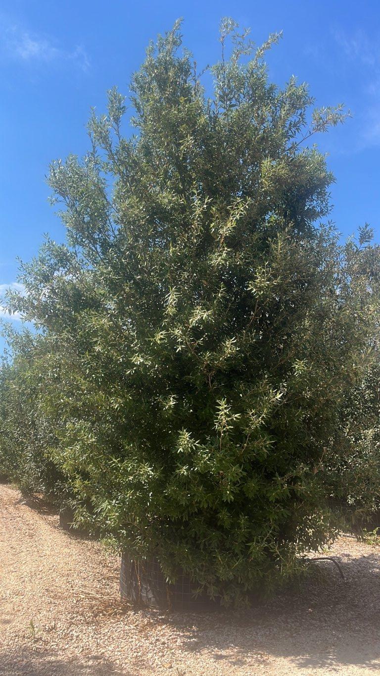 QUERCUS S. ILEX Leccio