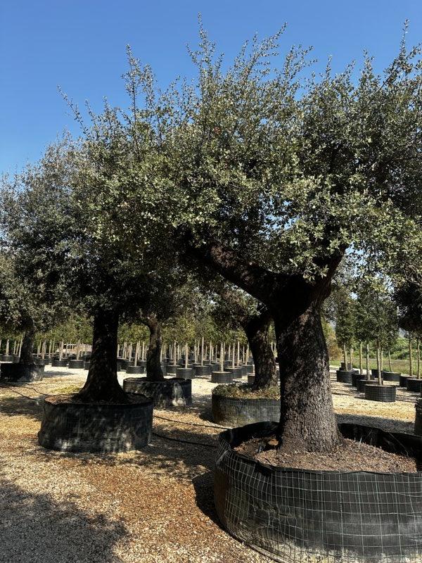QUERCUS S. ILEX Leccio