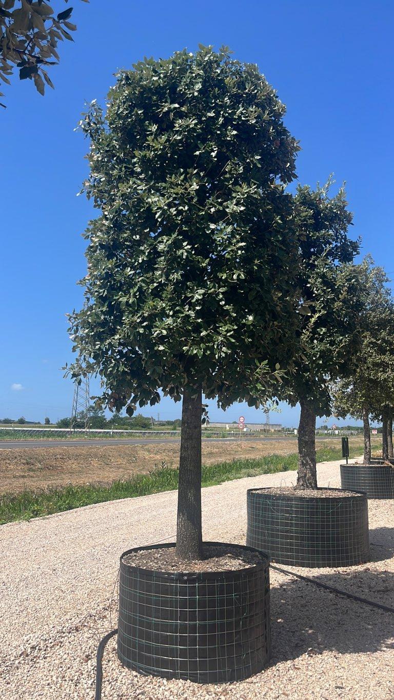 QUERCUS S. ILEX Leccio