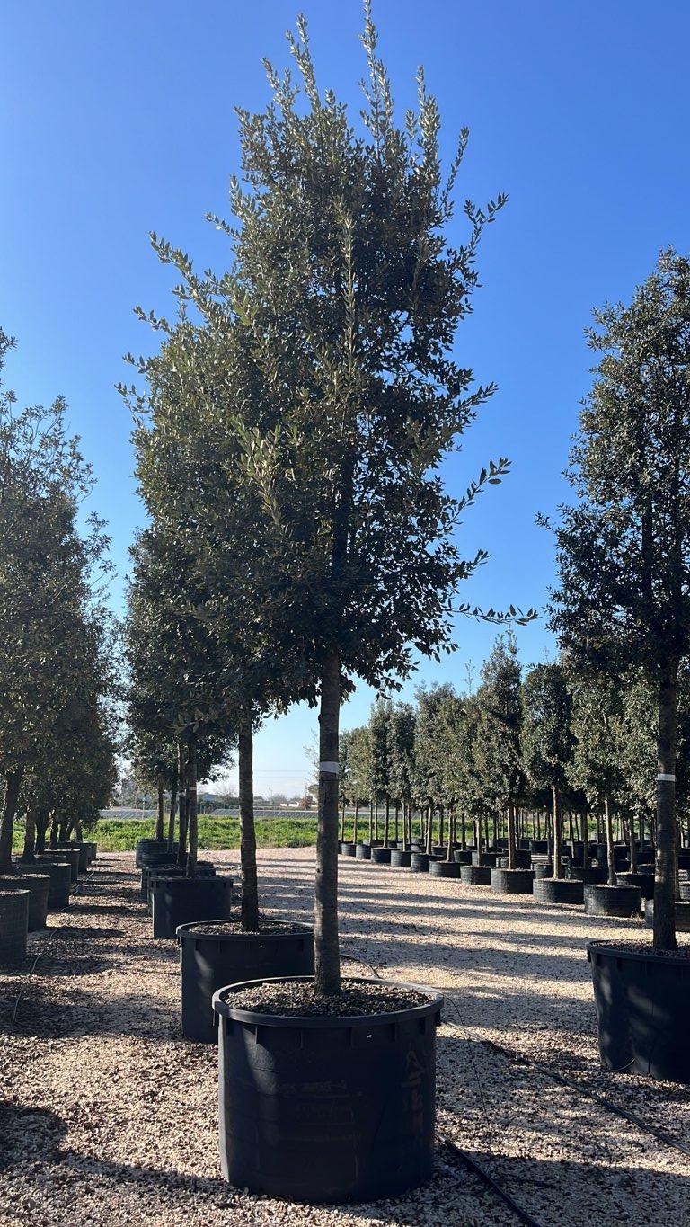 QUERCUS S. ILEX Leccio