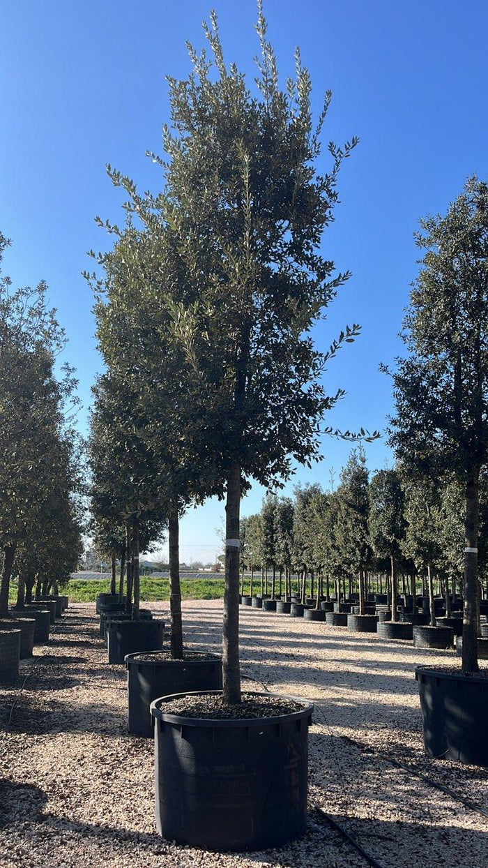 QUERCUS S. ILEX Leccio