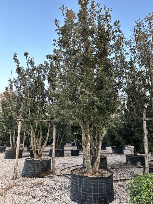 QUERCUS S. ILEX Leccio