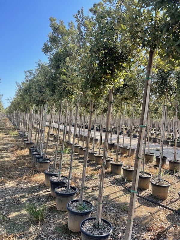 QUERCUS S. ILEX Leccio