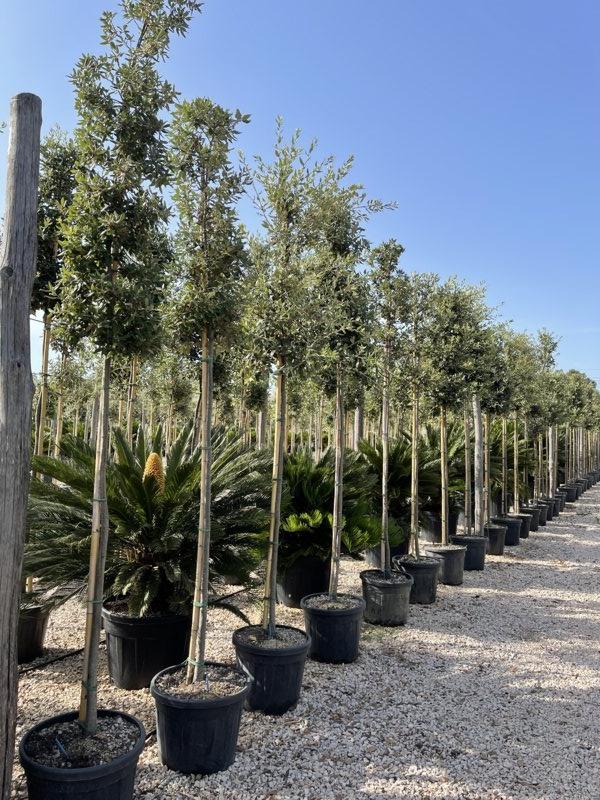 QUERCUS S. ILEX Leccio
