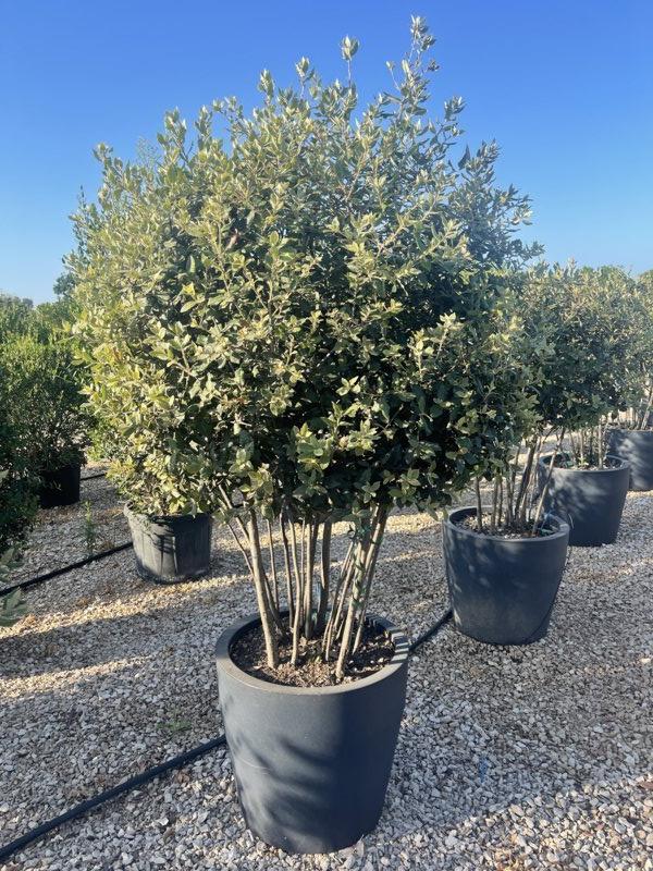 QUERCUS S. ILEX Leccio