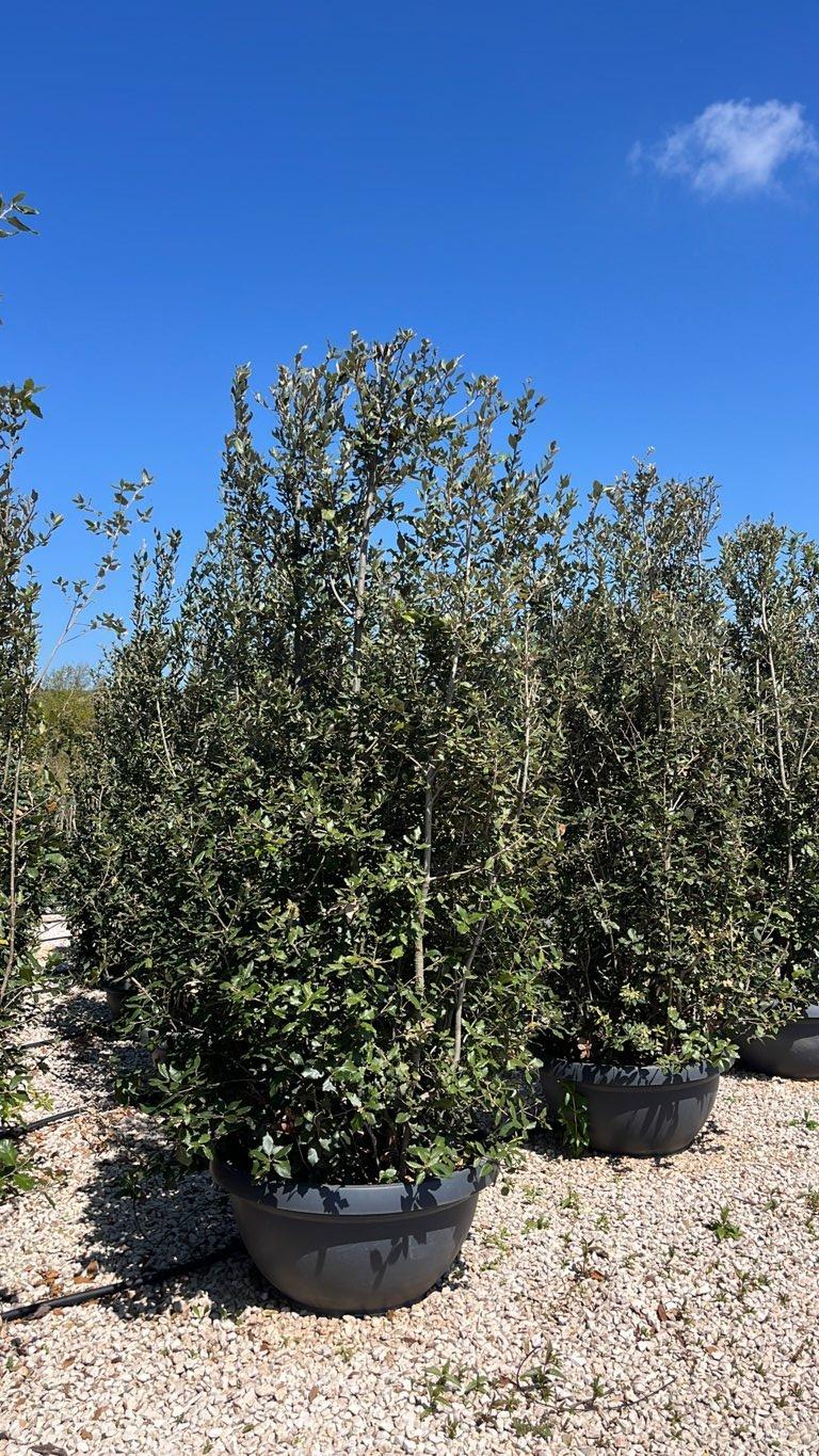 QUERCUS S. ILEX Leccio