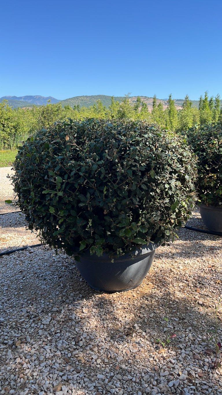 QUERCUS S. ILEX Leccio