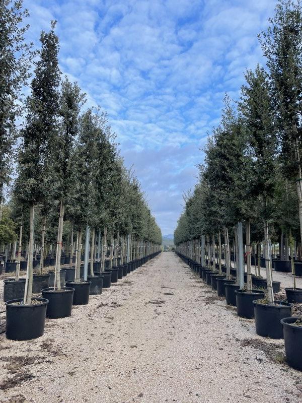 QUERCUS S. ILEX Leccio