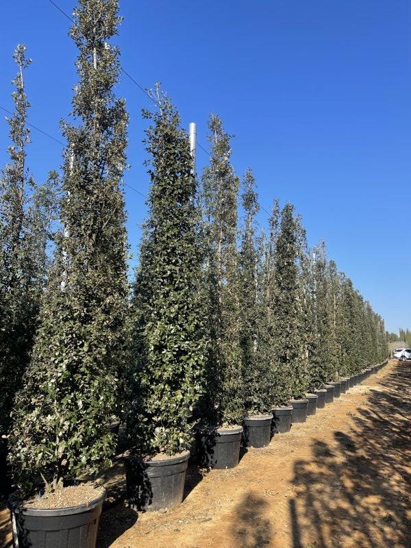 QUERCUS S. ILEX Leccio