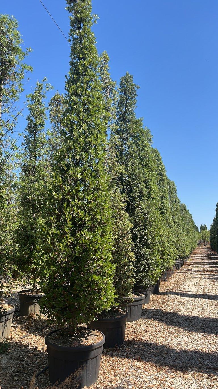QUERCUS S. ILEX Leccio