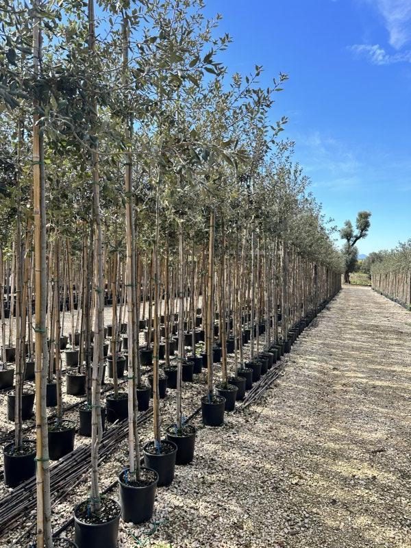 QUERCUS S. ILEX Leccio