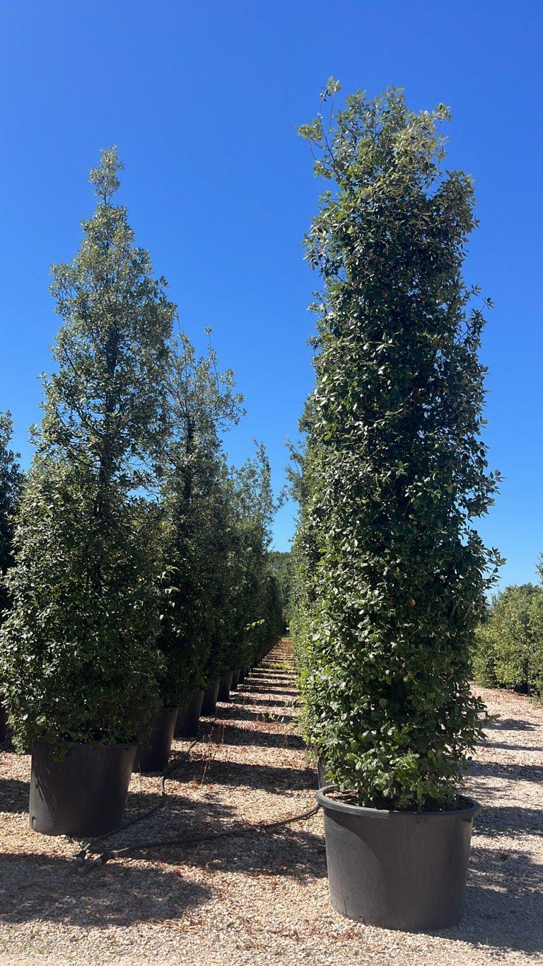 QUERCUS S. ILEX Leccio