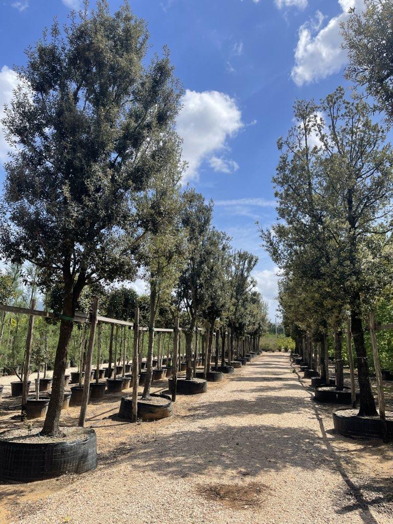 QUERCUS S. ILEX Leccio