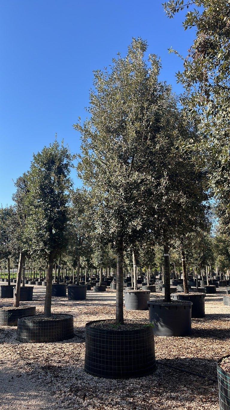 QUERCUS S. ILEX Leccio