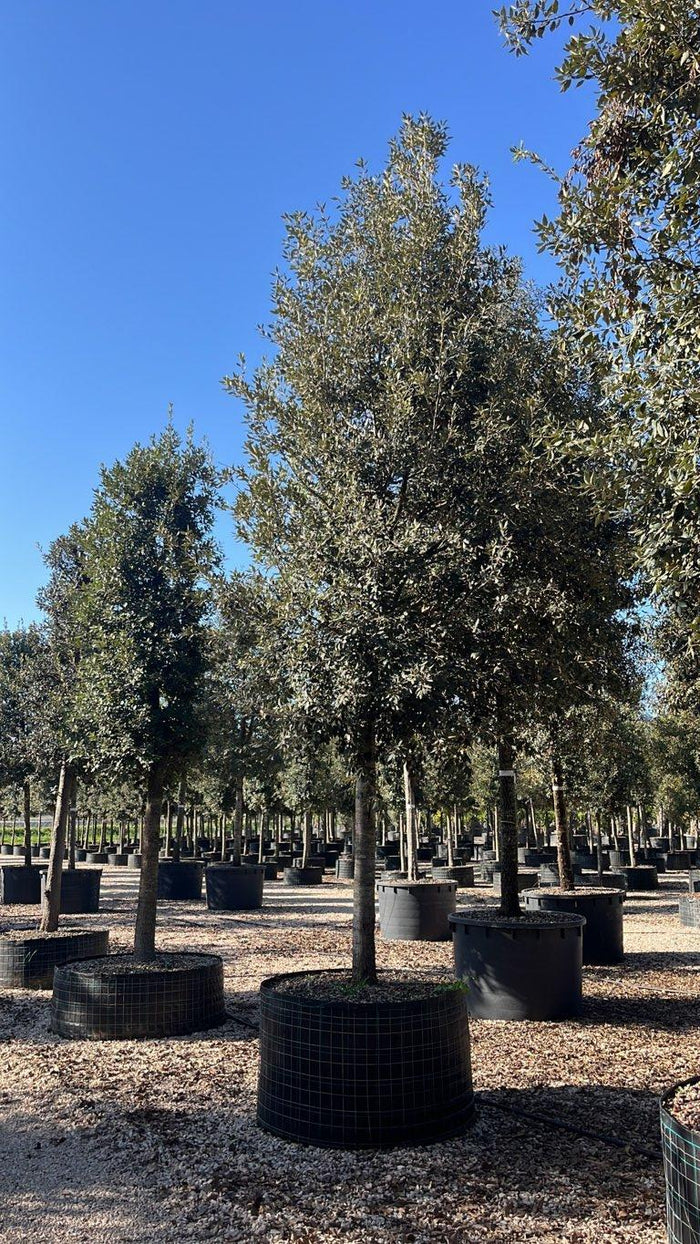 QUERCUS S. ILEX Leccio