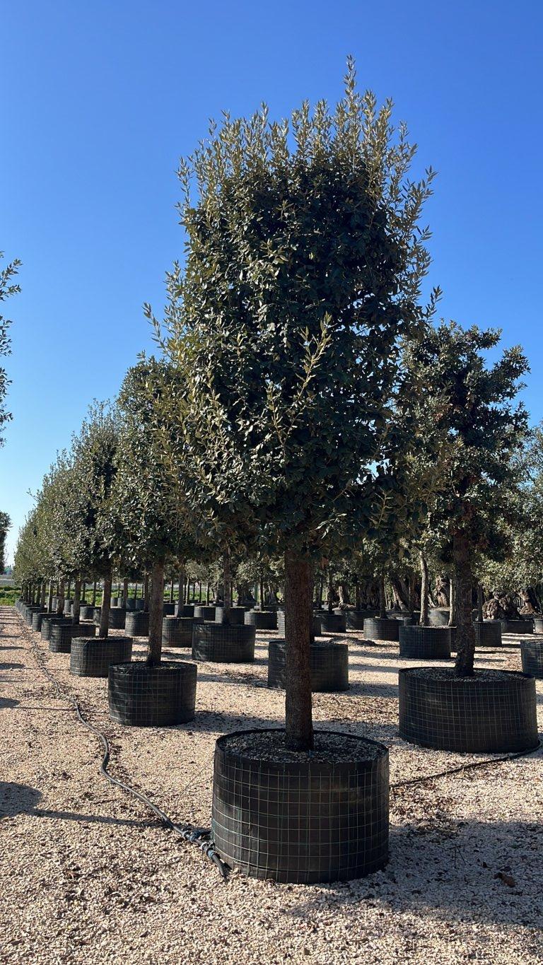 QUERCUS S. ILEX Leccio