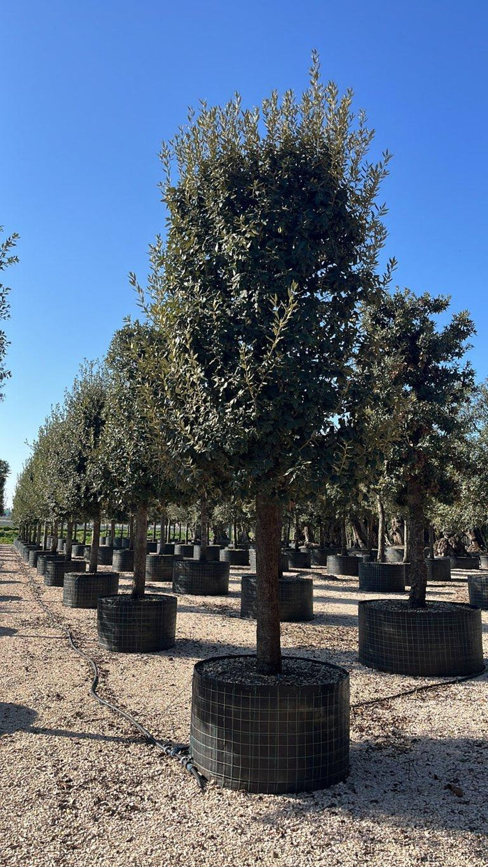 QUERCUS S. ILEX Leccio