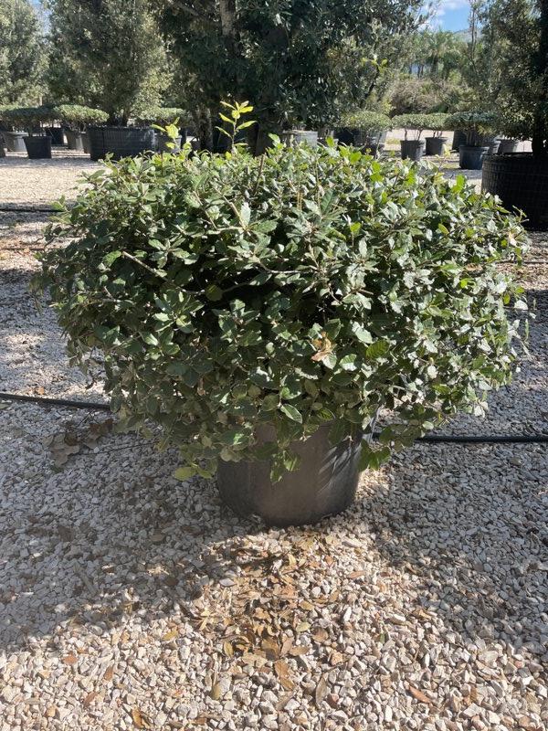 QUERCUS S. ILEX Leccio