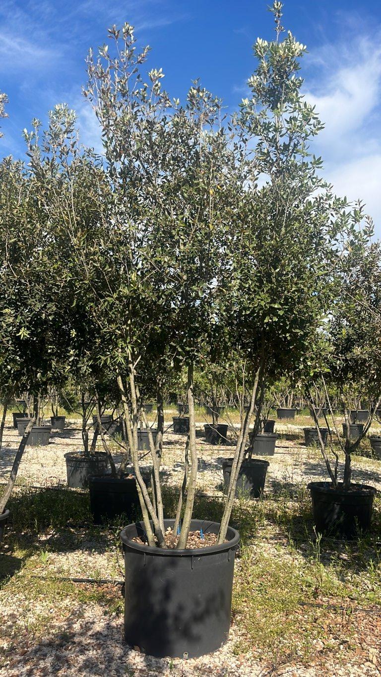 QUERCUS S. ILEX Leccio