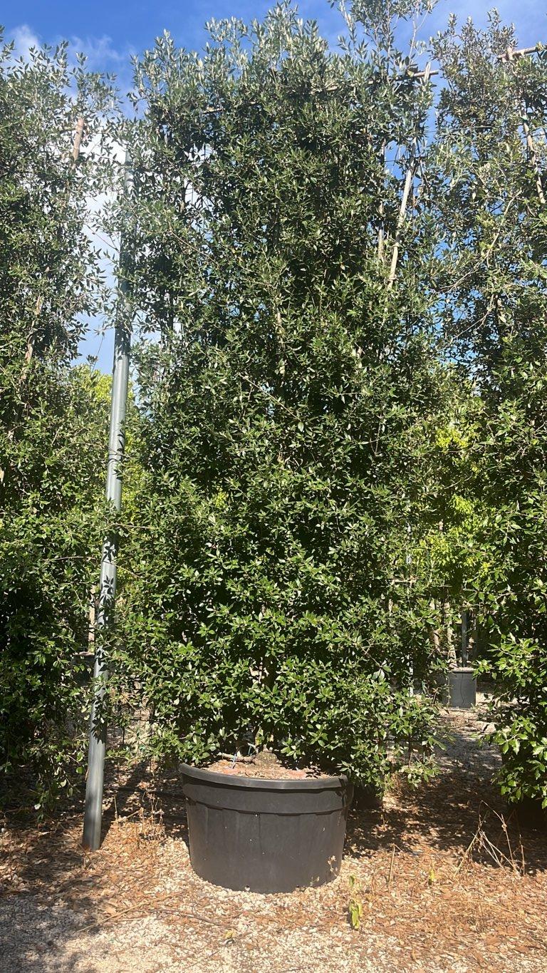 QUERCUS S. ILEX Leccio