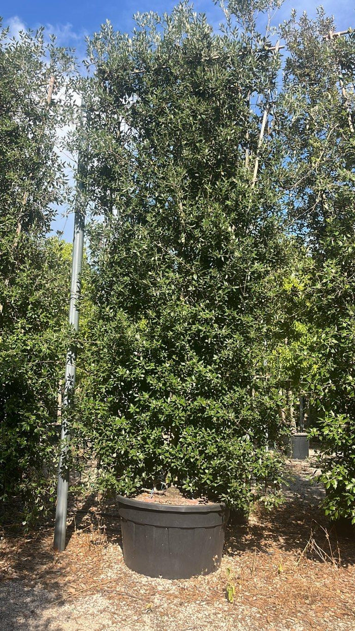 QUERCUS S. ILEX Leccio