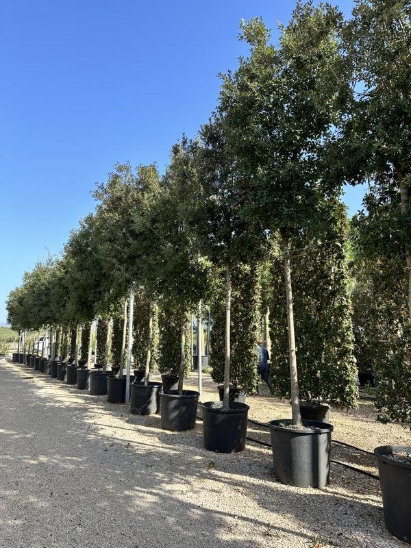 QUERCUS S. ILEX Leccio