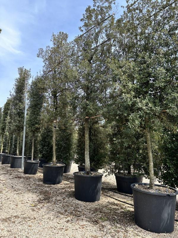 QUERCUS S. ILEX Leccio