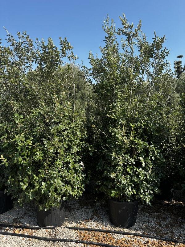 QUERCUS S. ILEX Leccio