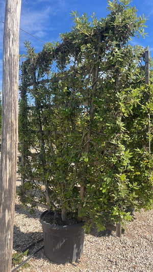 QUERCUS S. ILEX Leccio