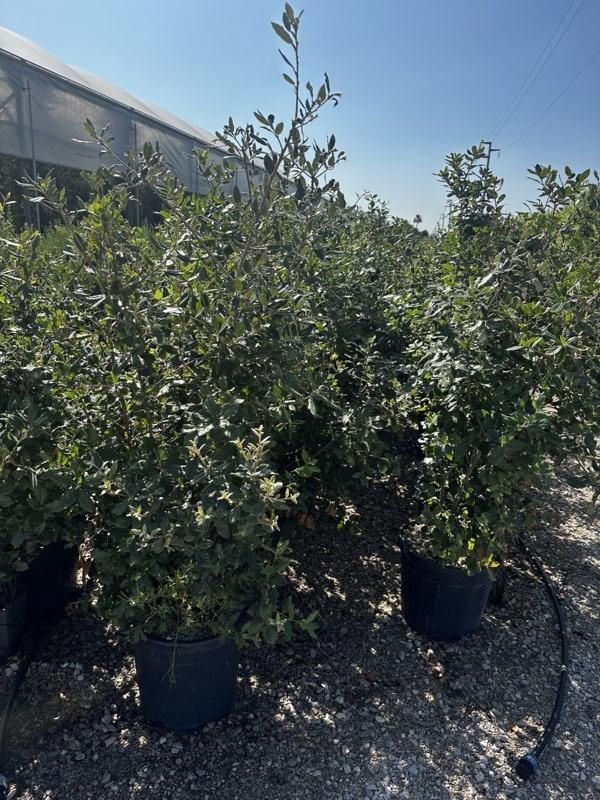 QUERCUS S. ILEX Leccio