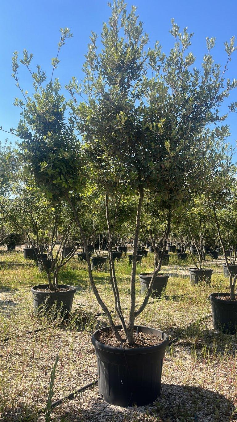 QUERCUS S. ILEX Leccio