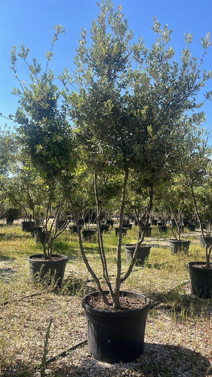 QUERCUS S. ILEX Leccio