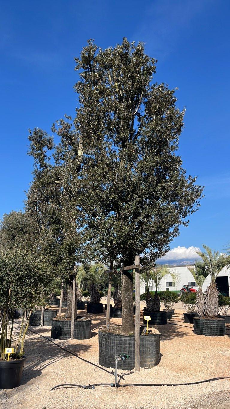 QUERCUS S. ILEX Leccio