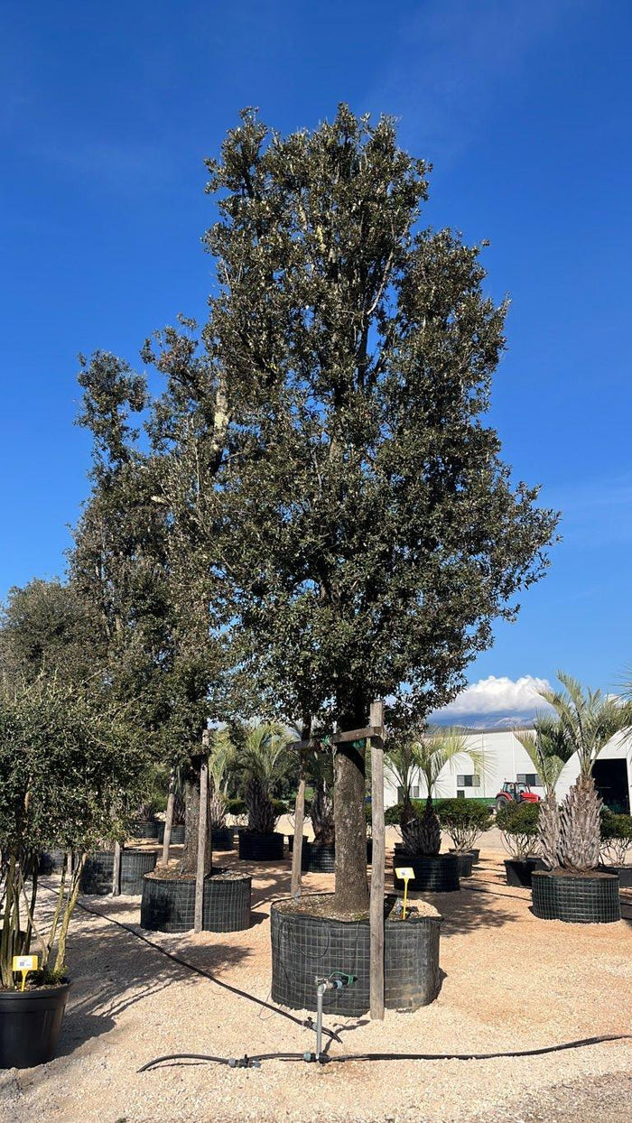 QUERCUS S. ILEX Leccio