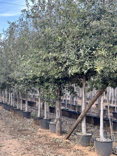 QUERCUS S. ILEX Leccio