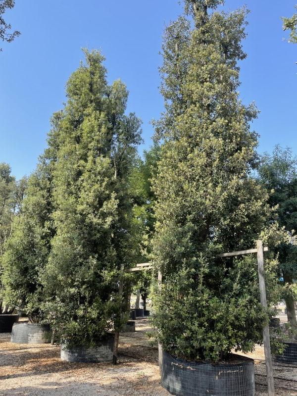 QUERCUS S. ILEX Leccio