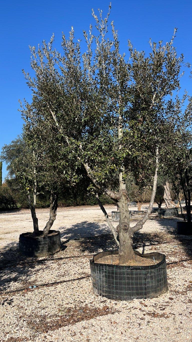 QUERCUS S. ILEX Leccio