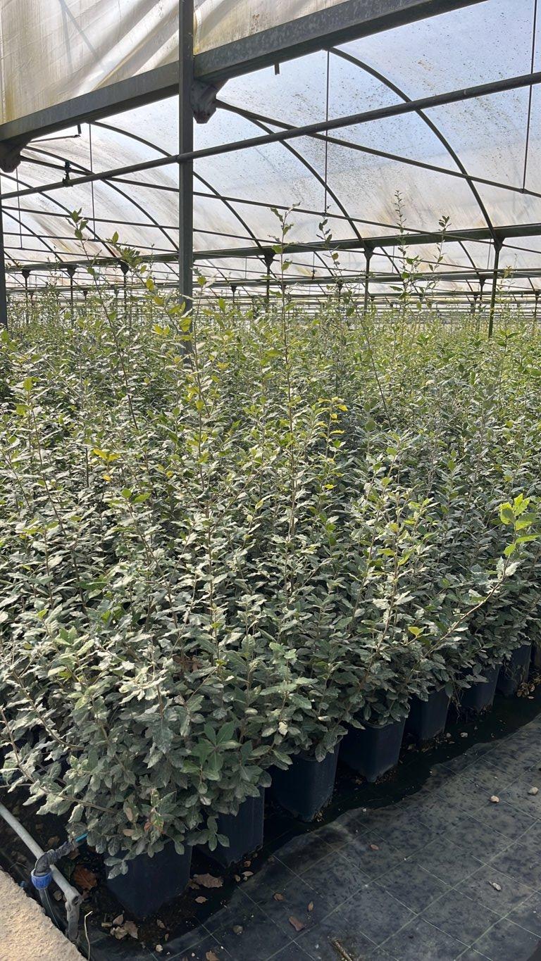 QUERCUS S. ILEX Leccio