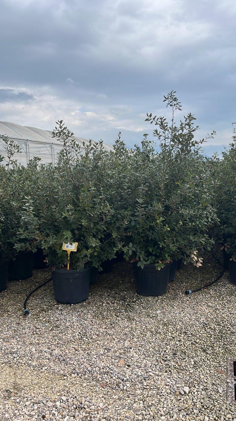 QUERCUS S. ILEX Leccio