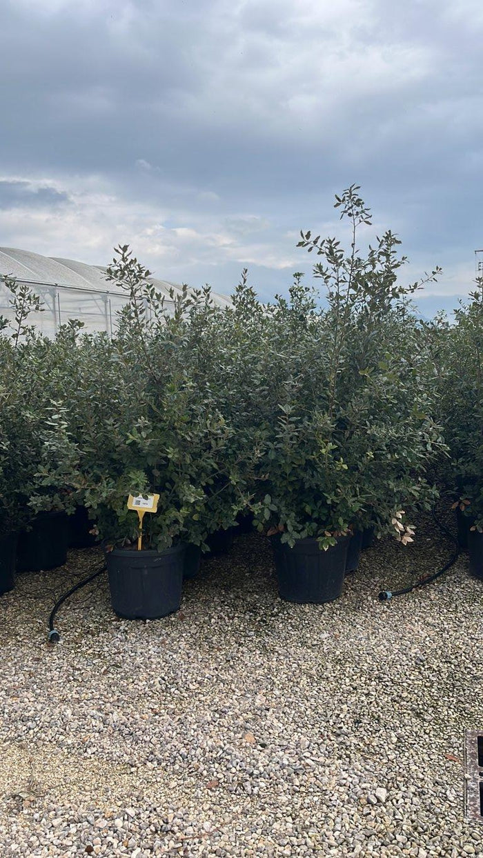 QUERCUS S. ILEX Leccio